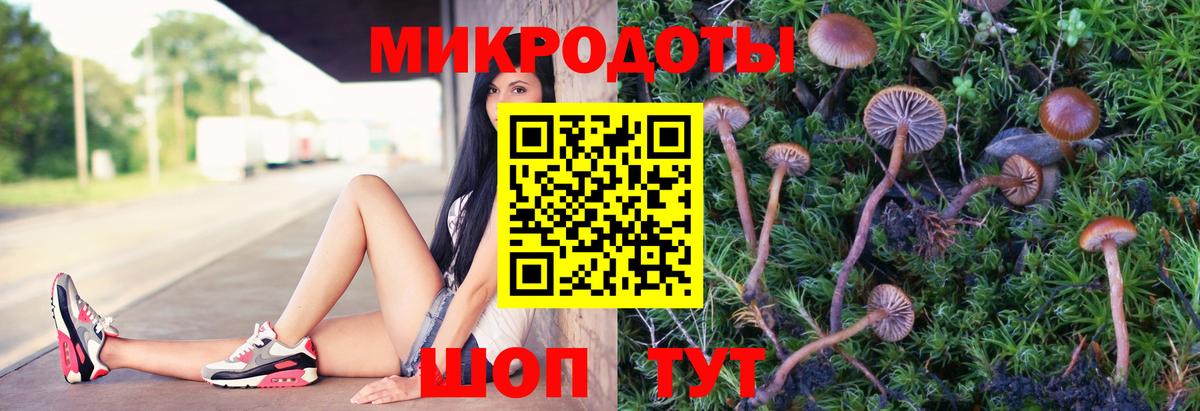 Псилоцибиновые грибы Cubensis Белогорск